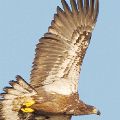 Immature Eagle Flying  (Framed Size 18X24) JAH-22